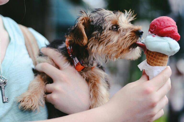 Dog Licking Ice Cream