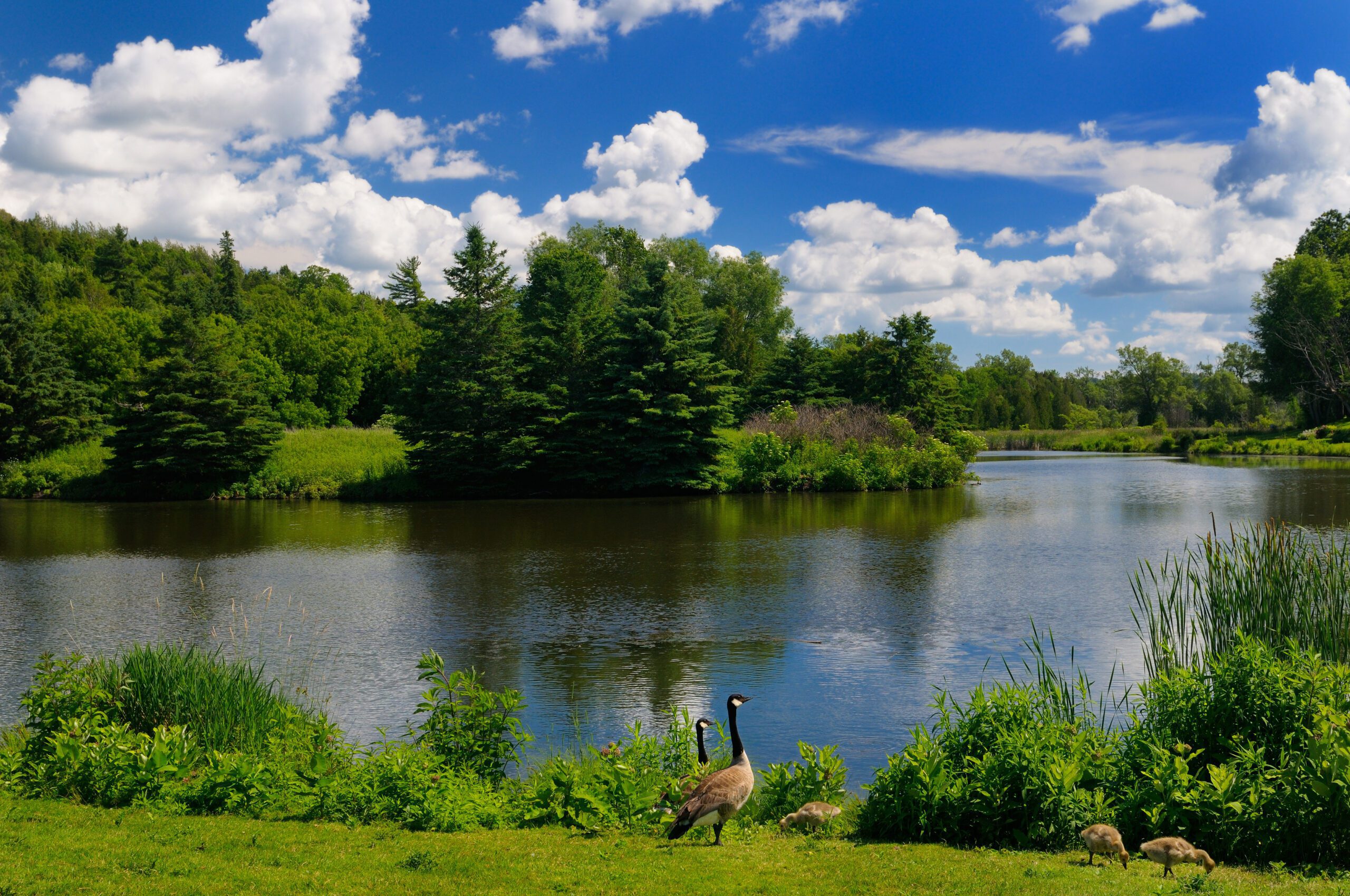 Canada Geese with goslings on Mill Pond in Millbrook Ontario.