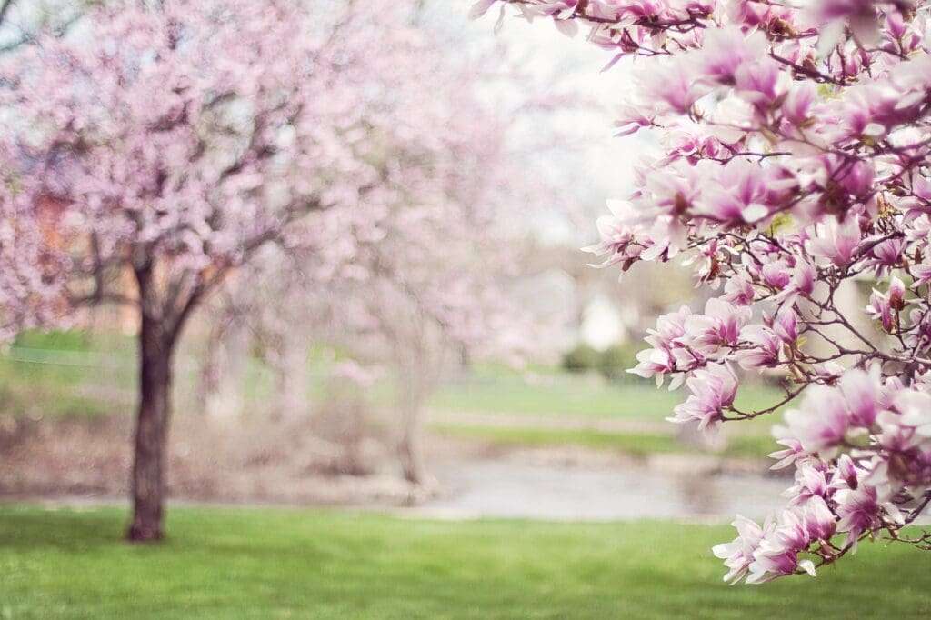 Spring Blossoms in Peterborough